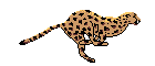 Cheetah Animation